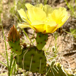 cactus silhouette, prickly pear cactus, cactus art, cactus puns, funny cactus, graffiti cactus, heart shaped cactus, cactus wall art, colorful cactus illustration, prickly pear pun, edgy cactus design, whimsical cactus art, cactus with flower