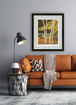 colorado artist, colorado art, colorado artwork, aspen trees art, fall trees art, fall colors art, silverthorne colorado art, aspen tree painting, aspen trees artwork, fall trees artwork, fall trees painting, autumn trees painting, autumn trees artwork, silverthorne artwork, silverthorne painting, 