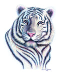 WHOLESALE:  Peri Tiger